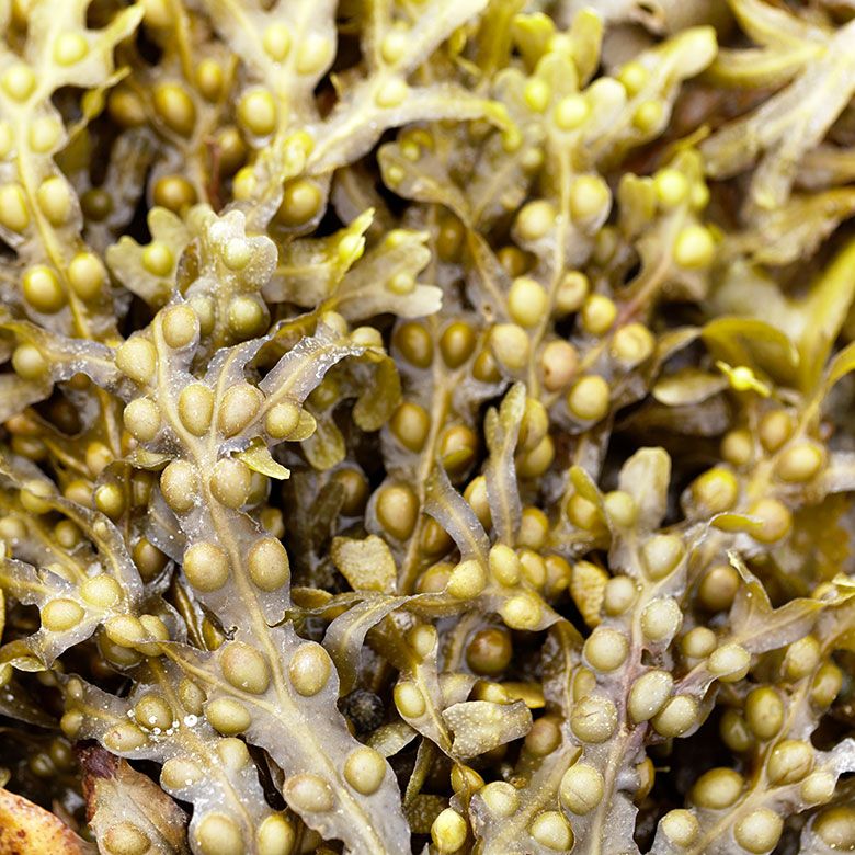 Cómo nos ayuda el alga fucus a adelgazar 3
